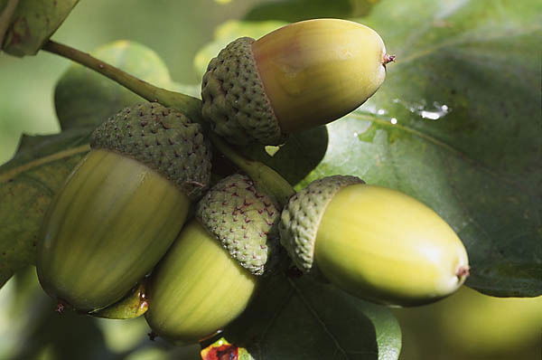 Ретроспектива Чувств