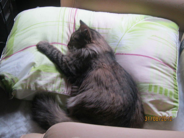 Ольга Волкова