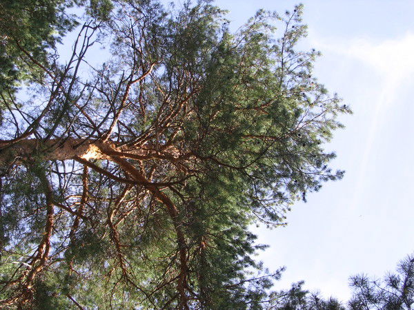 Владимир Шаламов