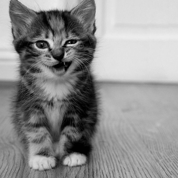 Ольга Гронская