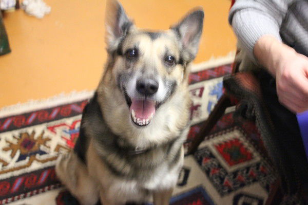 Овчар Дворовой