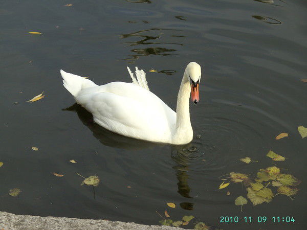 Наталья Дмитренко (Резник)