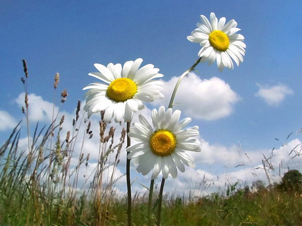 Елена Смурыгина