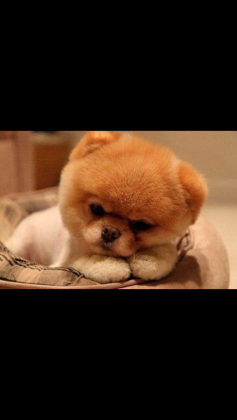 Анар Ибрашева