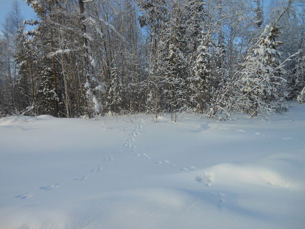 Игорь Шашков