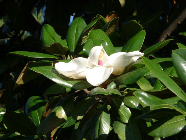 Нэлли Кольцова