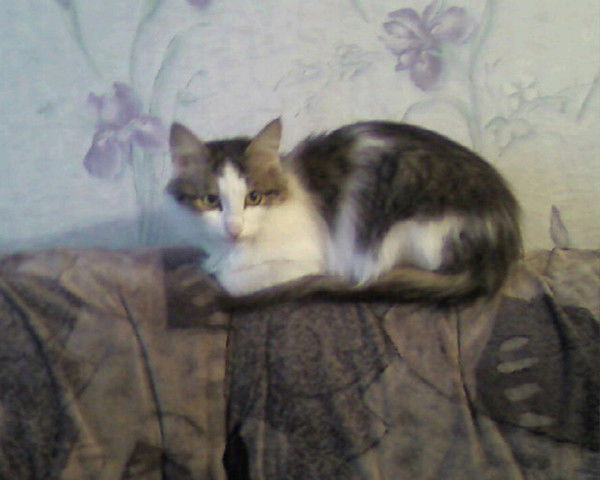 Ласка Кошка