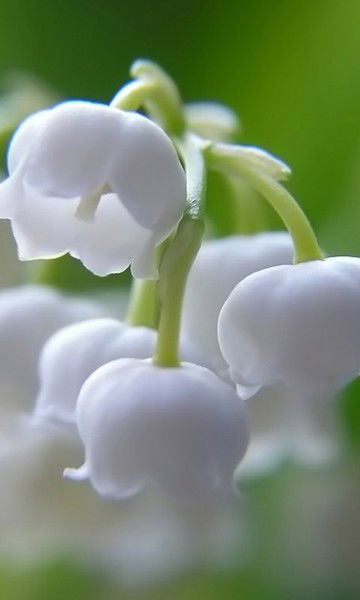 Елена Плетнёва