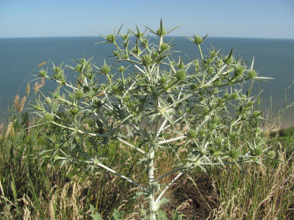 Hedgehog Ёжиков