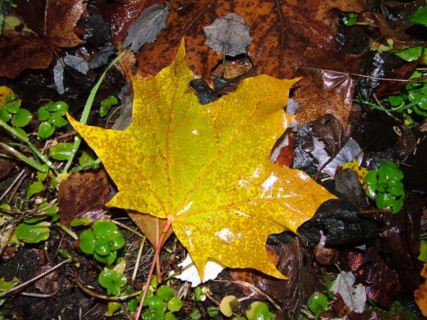 Елена Исаева