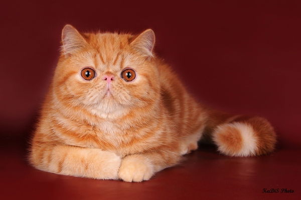 Оксана Соболева