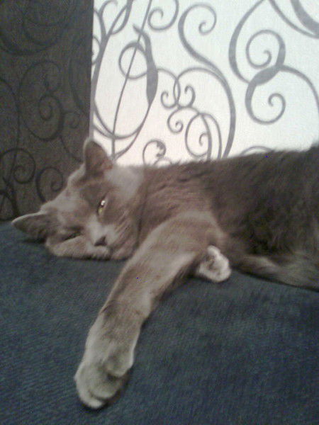 Елена Невелева