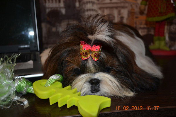 Алла Селезнева