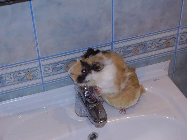 Yrik_Asd128256Dk Daboud