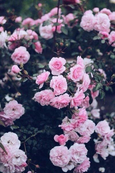 Вероничка Гарбар