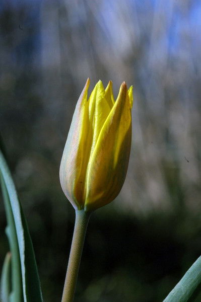 Марат Кунтуов