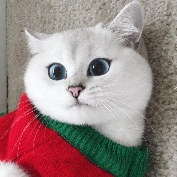 Надя Чумовицкая