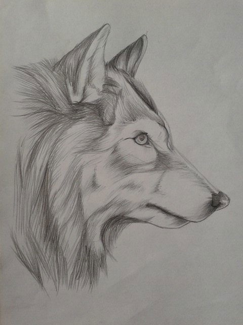 ***angel*** ***wolf's***