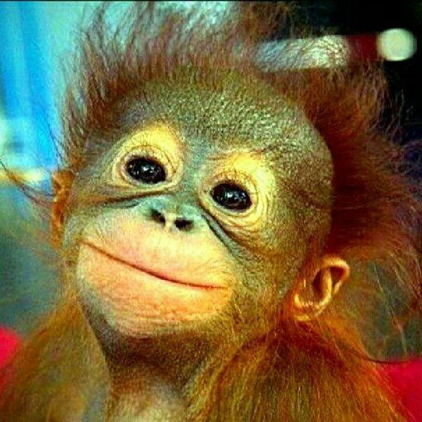 Дмитрий Галактионов