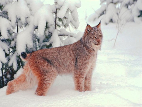 Светлана Смурыгина