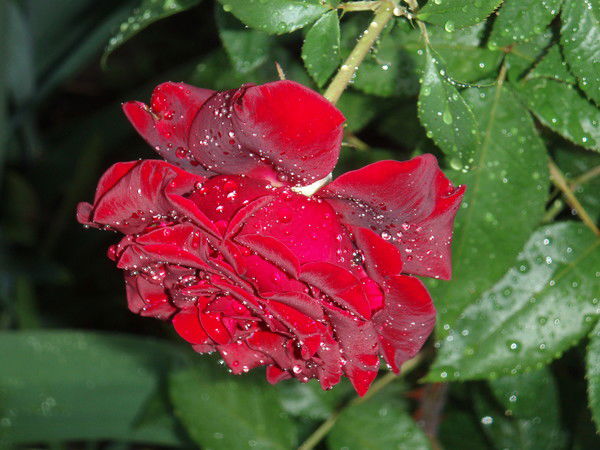 Валерия Симинина