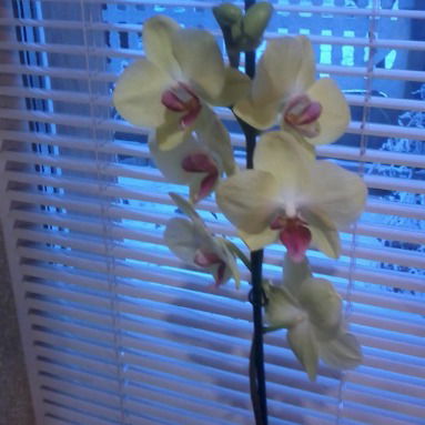 Елена Савчук