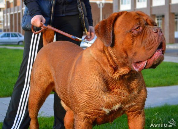 Алена Коновалова