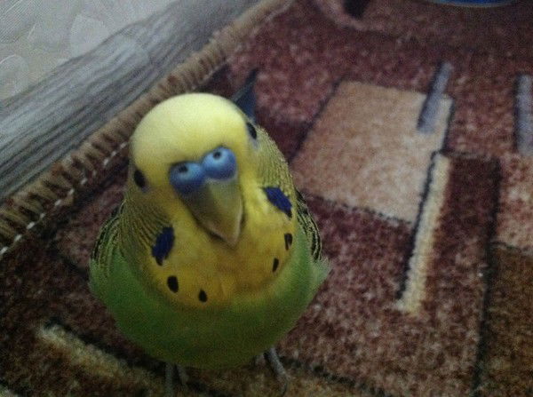 Алина Басова