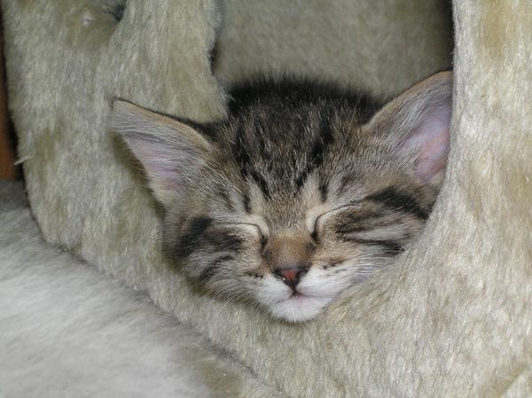 Галина Калиман