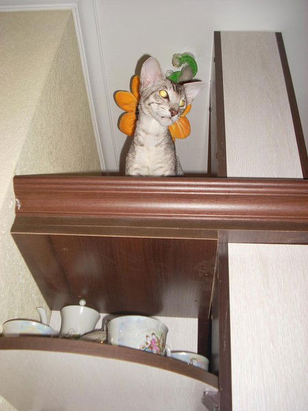 Каролина Карташова