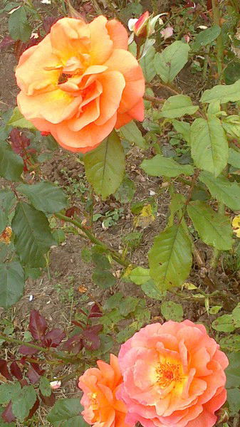 Ольга Будяк