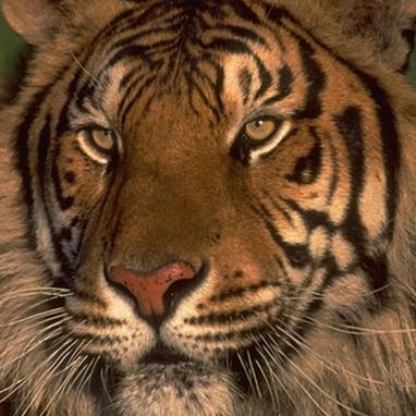 Владимир Северный