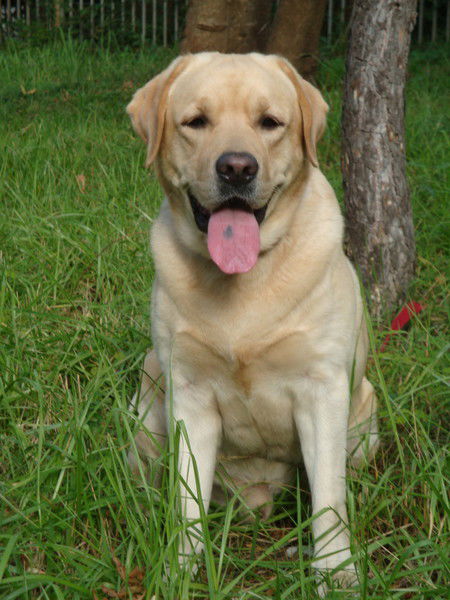 Лаб'р Глэд Лайн