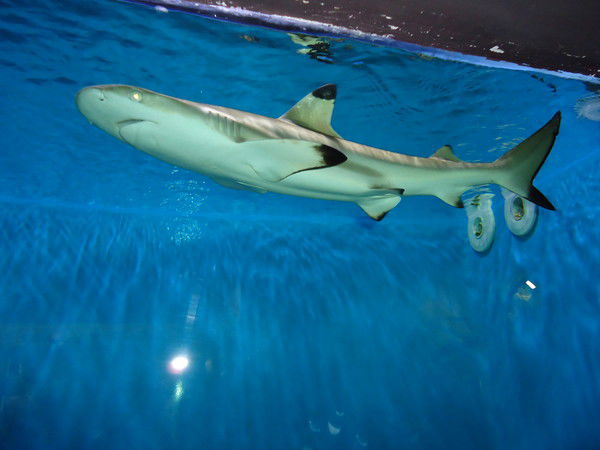 Виталя Кузьмин