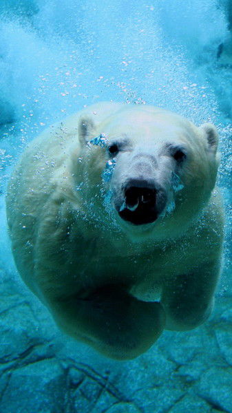 Артём Власенко