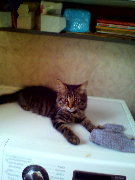 Тимофей Краснов