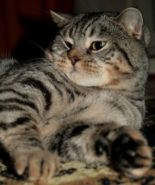 Николай Яковлев