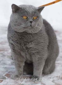 Александр Алексеев