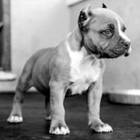 Даурен Даурен