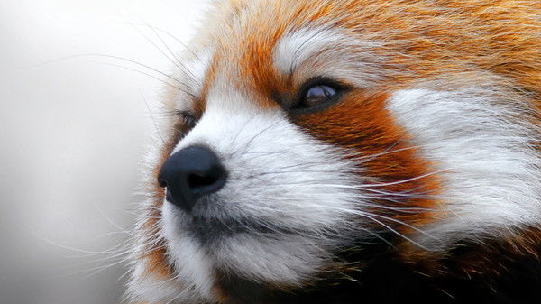 Ирина Желнова