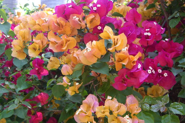 Нелли Перунова