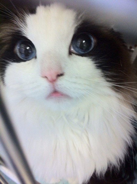 Ника Розаева