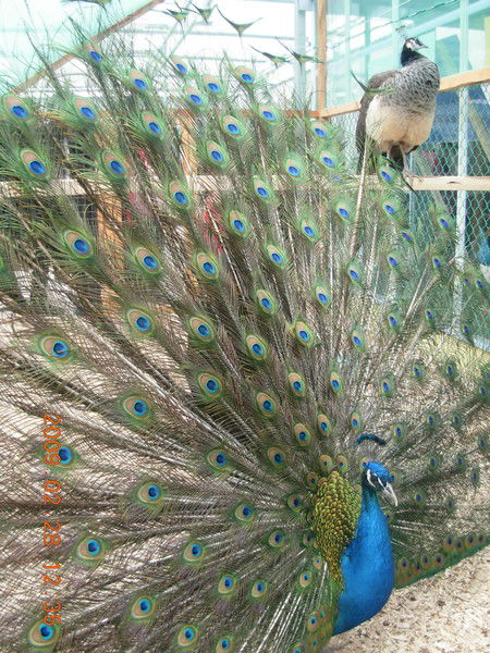 Надежда Наумова