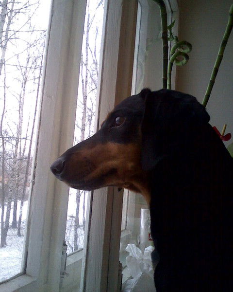 Капорцев Николай