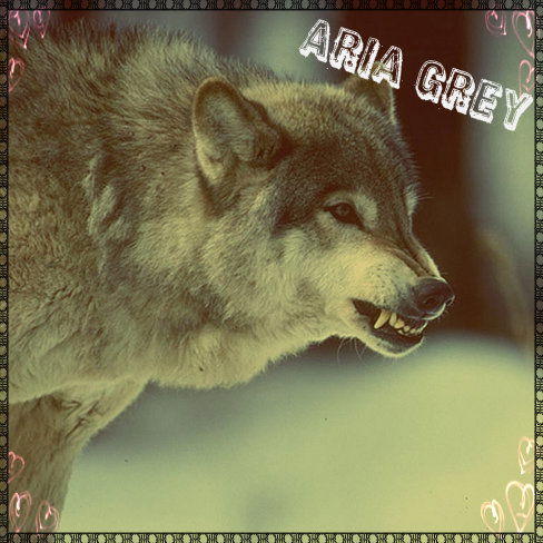 Aria Grey [Pw] Ve Knife