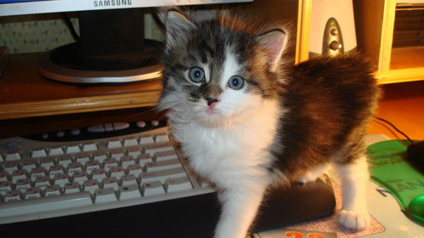 Настюнька Рундквист