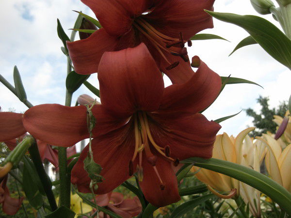 Елена Вихрева