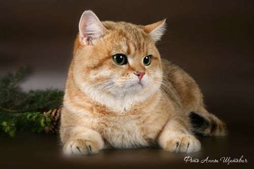 Илья Дудников