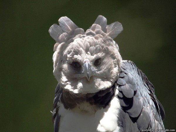 Алексей Свиридов