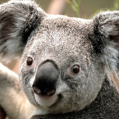 Каталин Краиждан